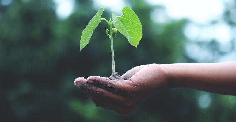 hand-holding-green-plant.jpg